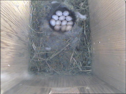 Wildlife Camera Systems