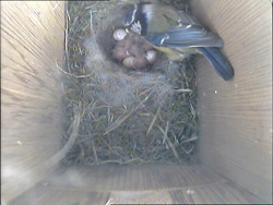 Wildlife Camera Systems